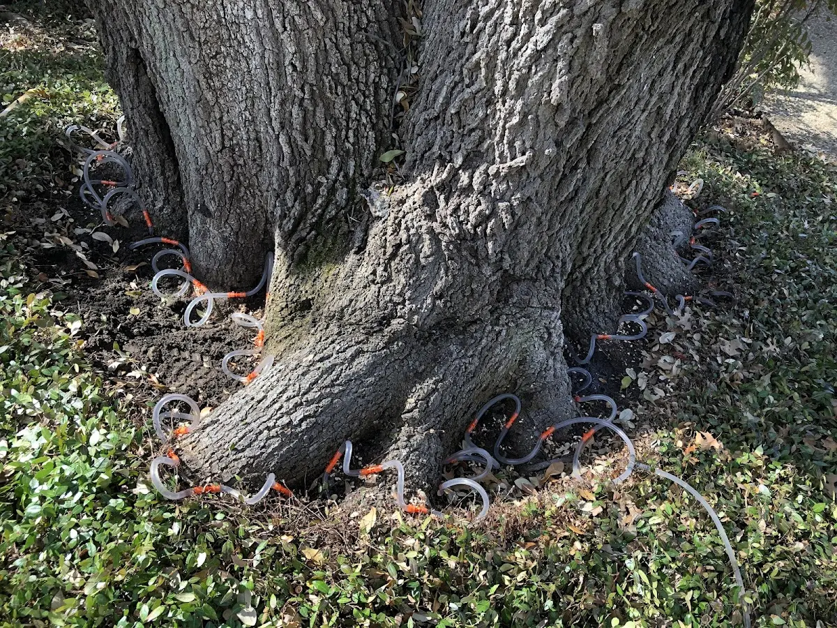 Detailed Tree Cabling and Bracing job site in Hawarden