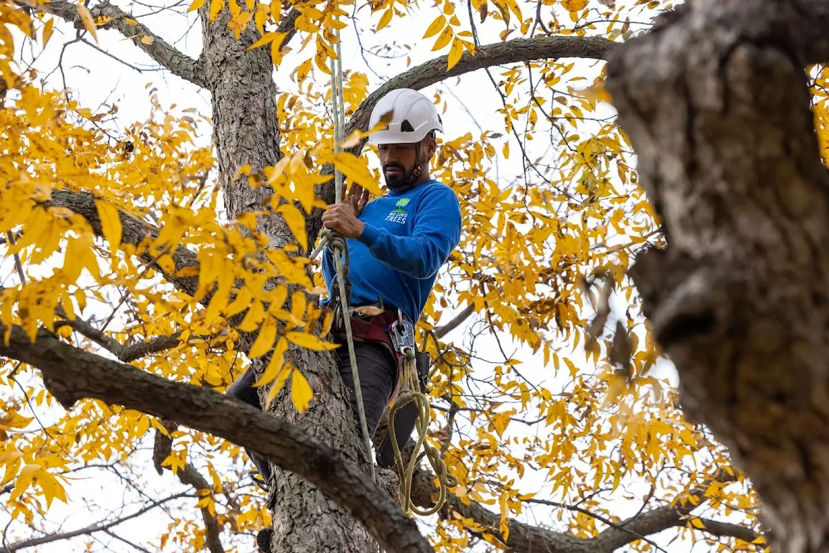 Skilled Tree Planing crew working in Hawarden